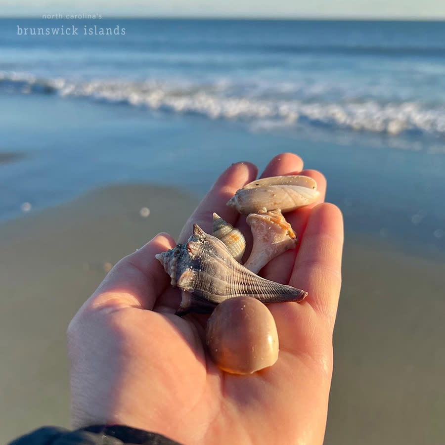 a hand holding a moon snail shell, two lightning whelks, a nutmeg, and an olive