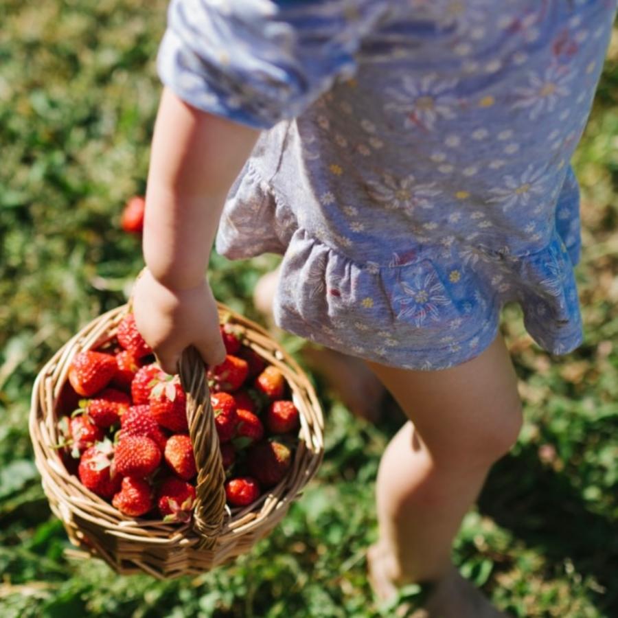 A child walks barefoot through a grassy field, holding a basket overflowing with ripe strawberries.