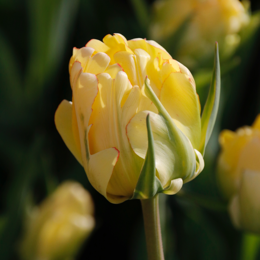 Tulip shot M_Hildore