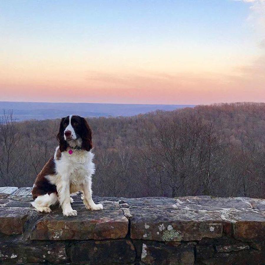 Dog at Monte Sano