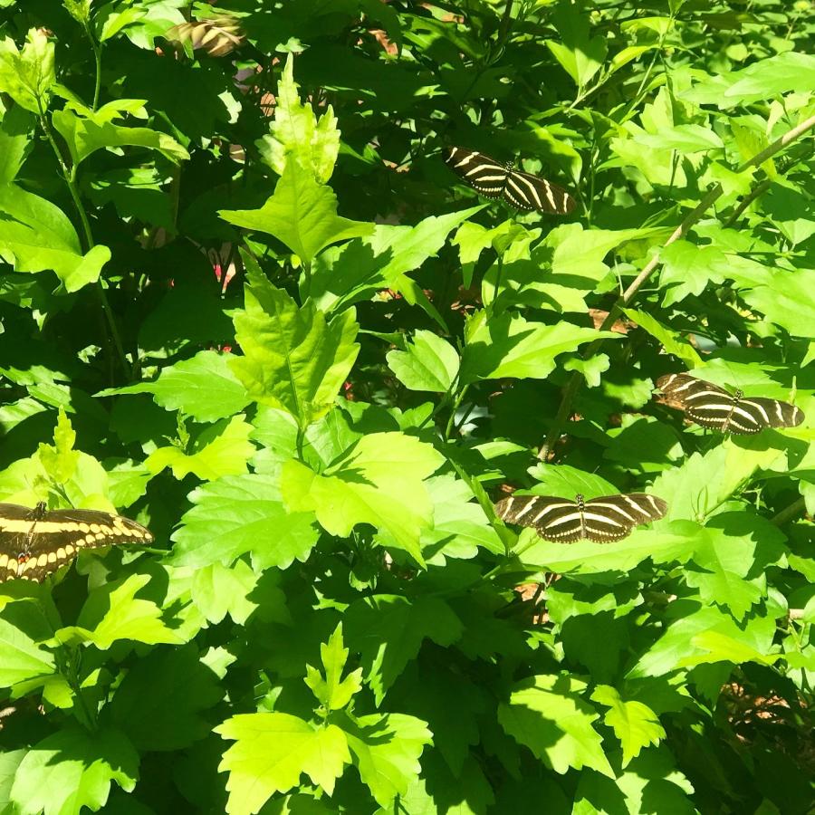 Purdy Butterfly House - Huntsville Botanical Garden