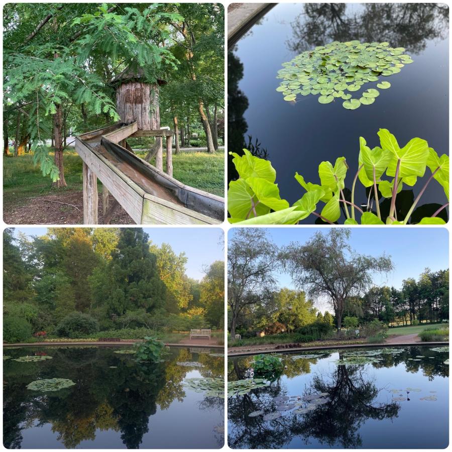 Pictures of the Aquatic Gardens At The Huntsville Botanical Garden Golden Hour