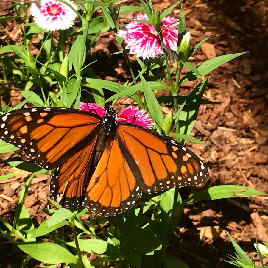 Purdy Butterfly House - Huntsville Botanical Garden