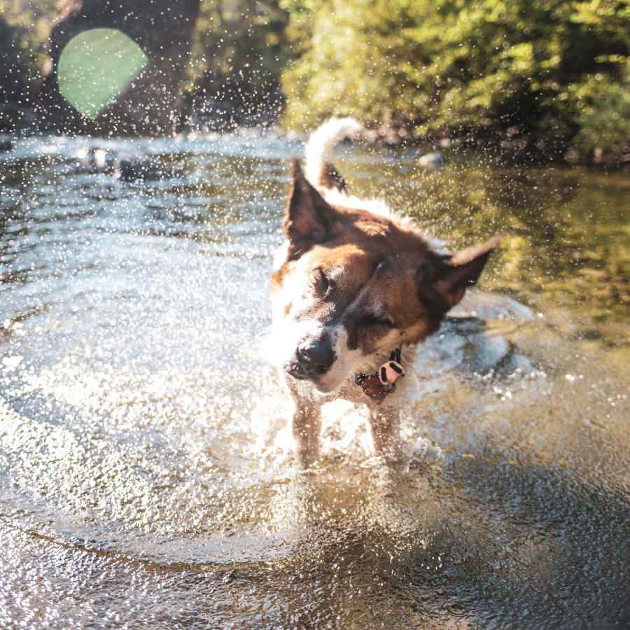 Dog shaking and splashing water in a lake