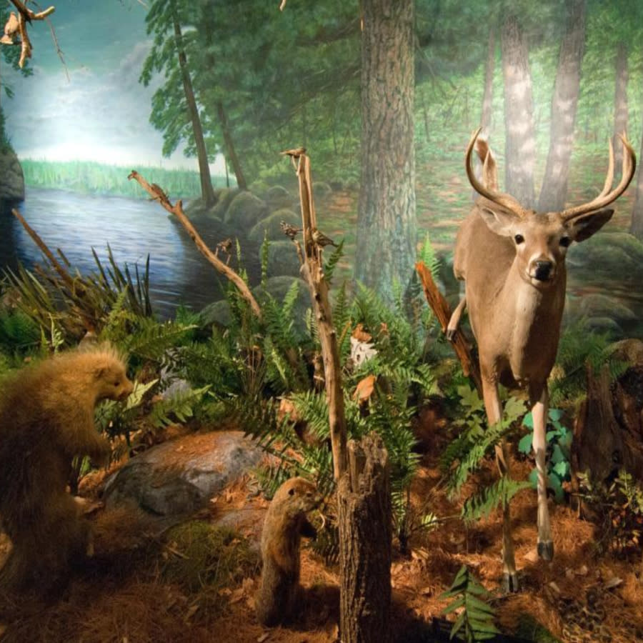 Deer and other little unidentifiable animals in a museum exhibit