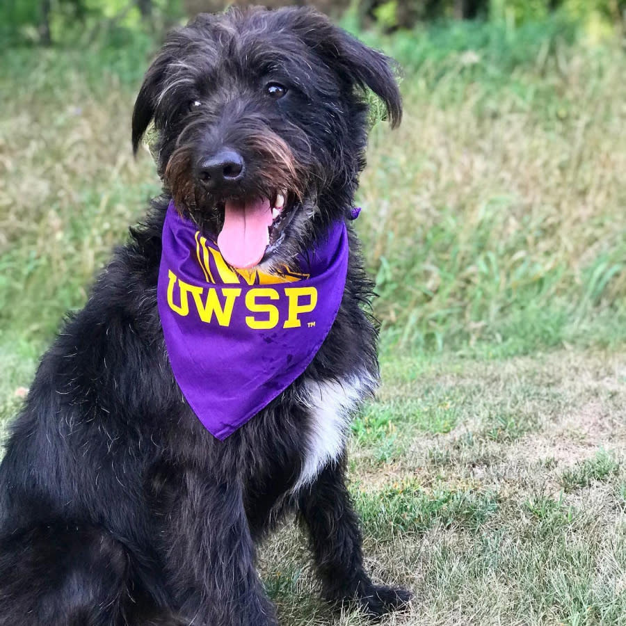 Dog in UWSP Bandana