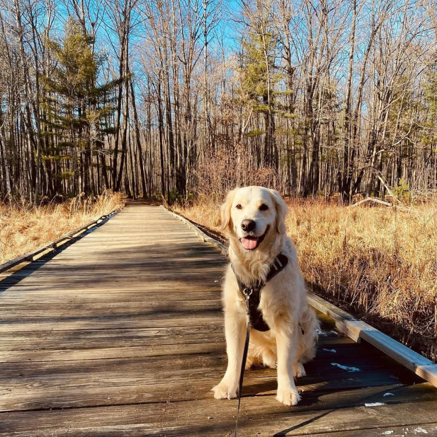 Golden retriever smiling on the Schmeeckle Trail