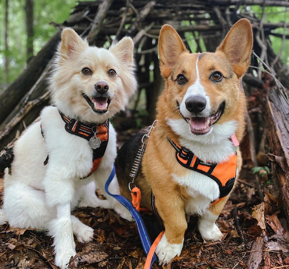 Conan and Bentley Visit to Sunset Hill Farm County Park