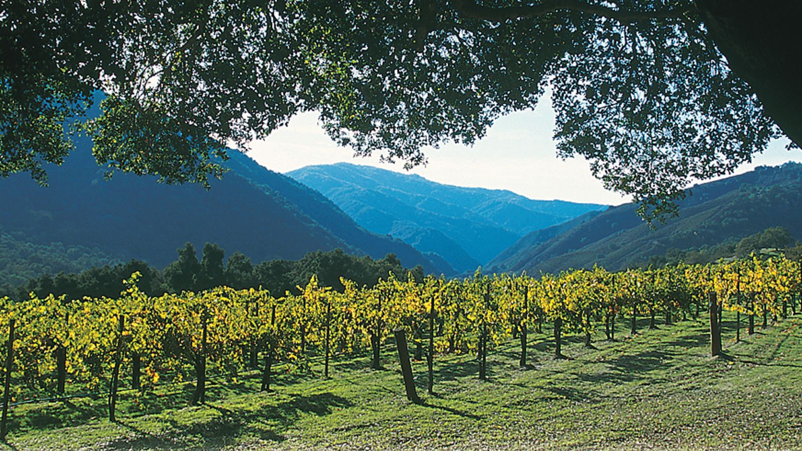 Monterey County Vintners & Growers Association