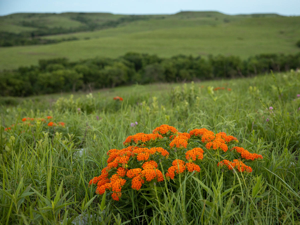 a cluster of bright orange butterfly milkweed, surrounded by vibrant green tallgrass. In the background the grass stretches across a hilly landscape