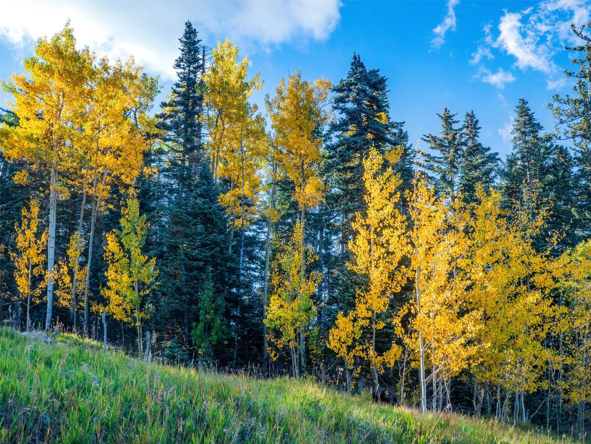 Fall in the Sandía Mountains