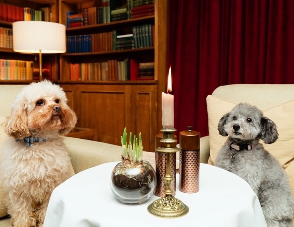 Dogs dining at Montagu Arms in Beaulieu in the New Forest