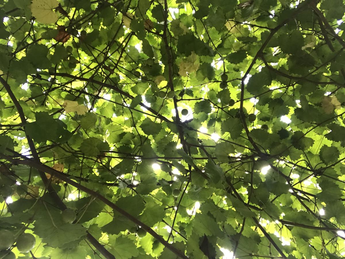 Vermilionville's Healer's Garden
