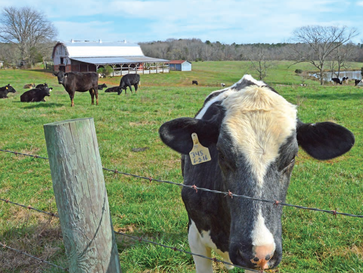 Football Road Cows