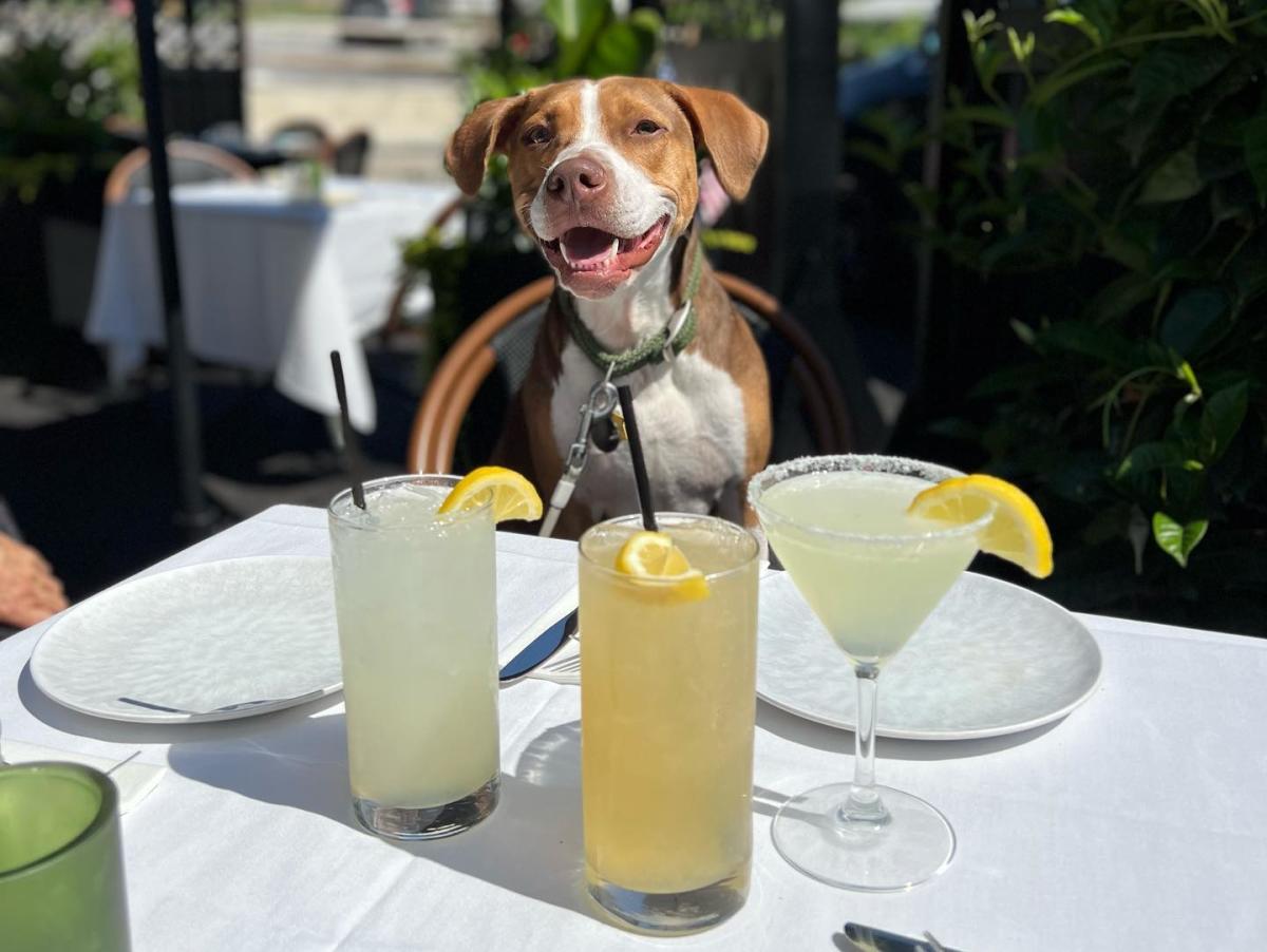 Dog at Gypsy Saloon