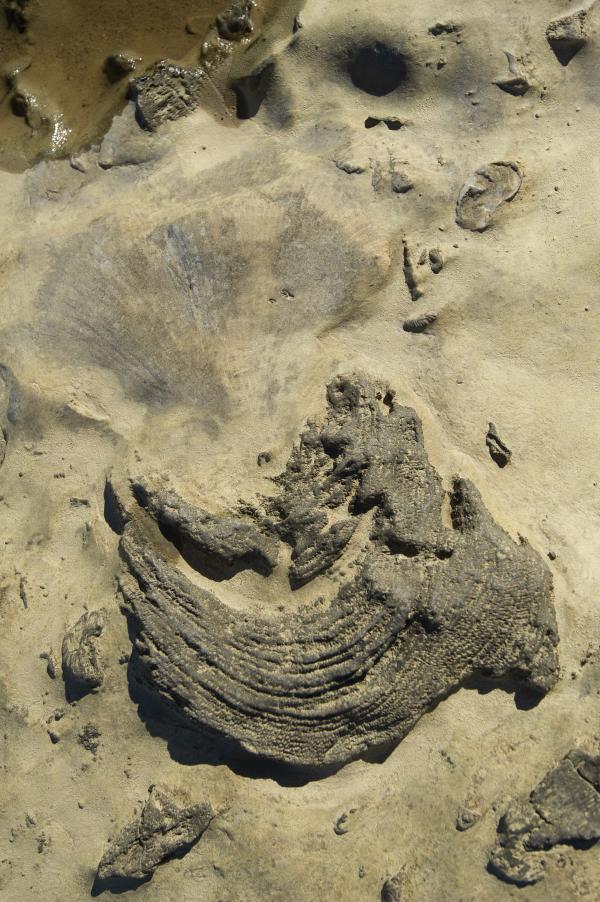 Falls of the Ohio Fossil