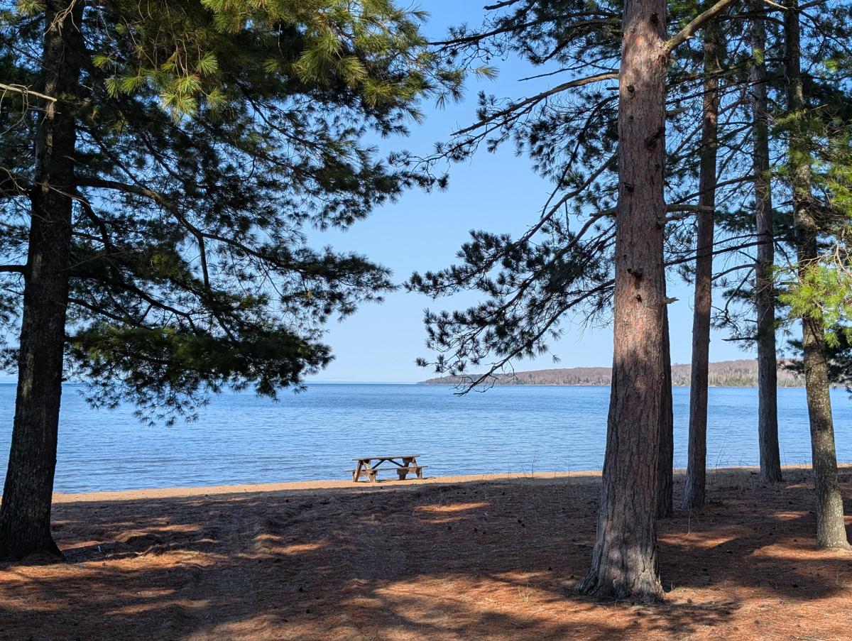 a picnic table sits on a sunny beach seen through pine trees
