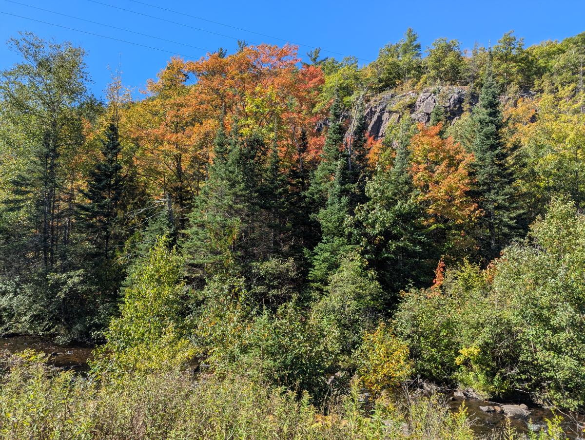 Fall Colors in Phoenix