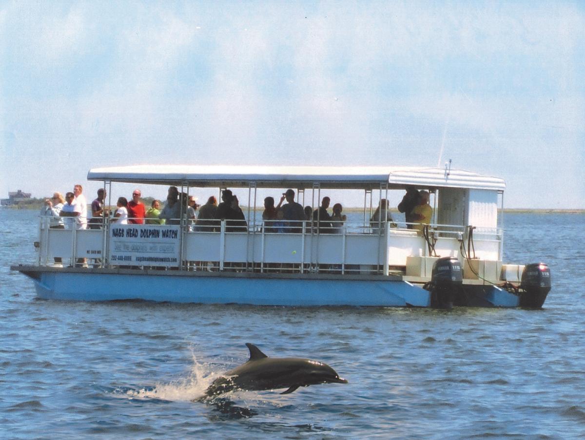dolphin tour eco tour