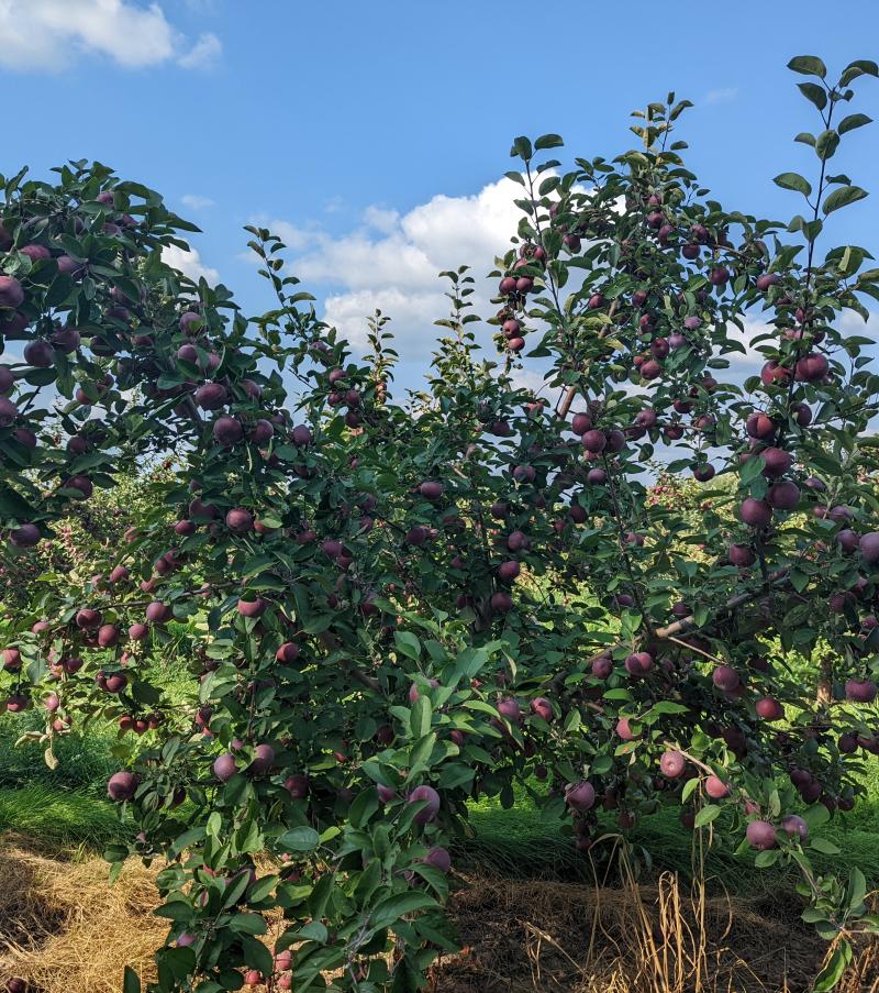 Picture of an apple tree with apples on it