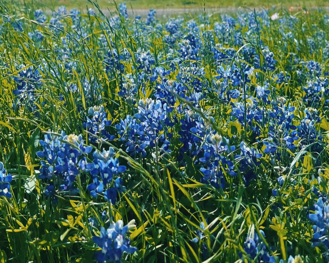 Bluebonnets