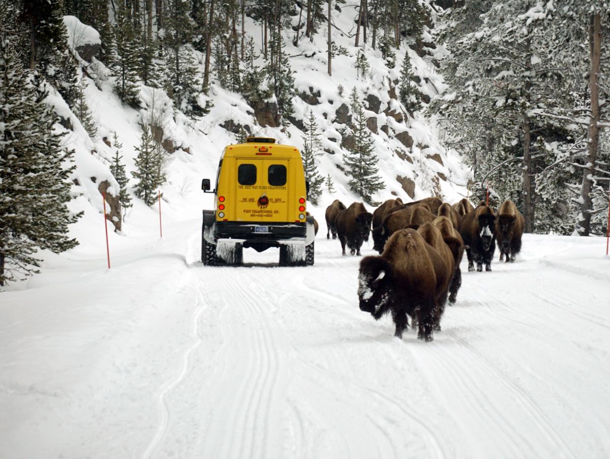 Yellowstone Snowcoach Tour