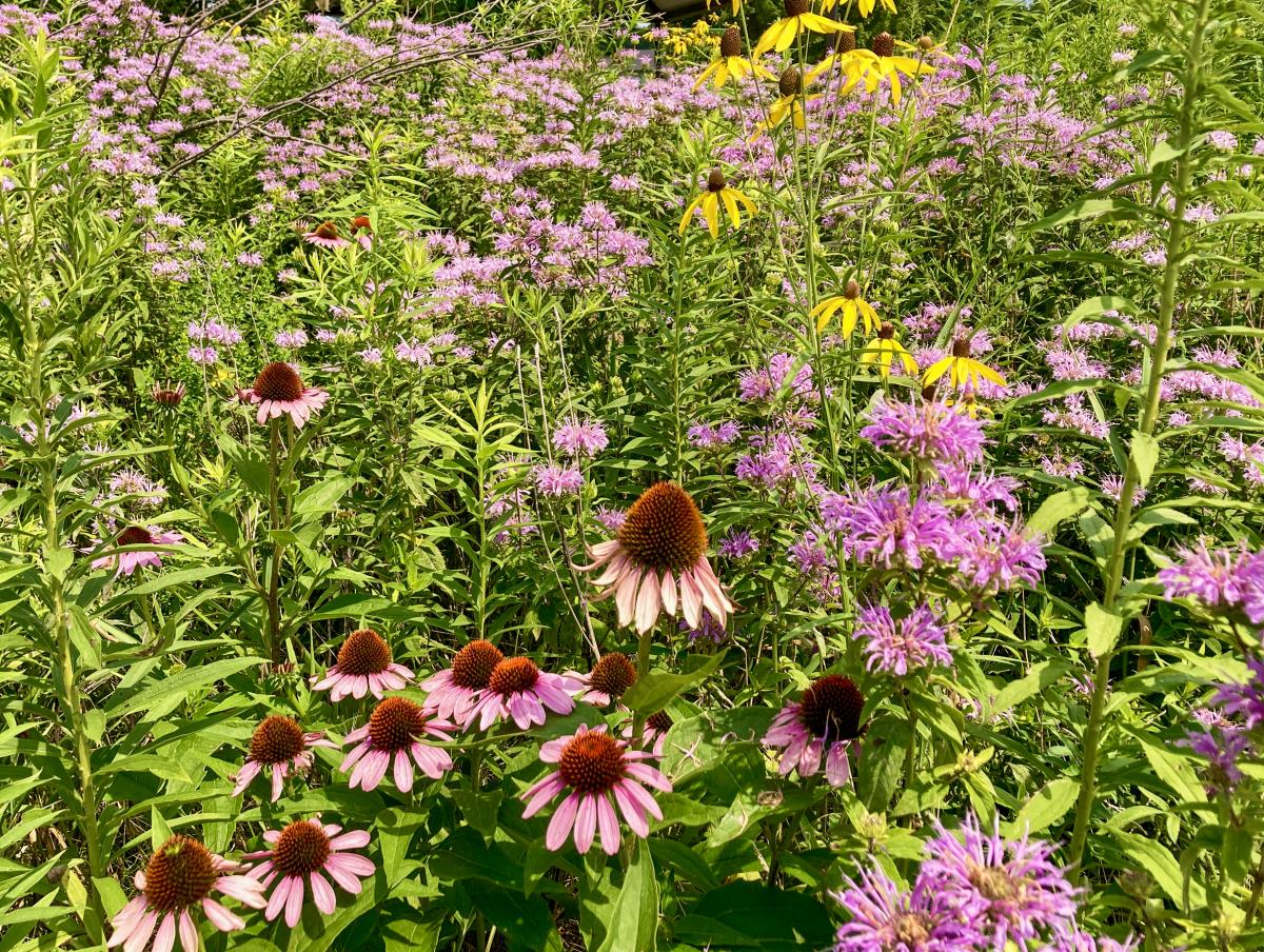 Flowers at Eagle Marsh