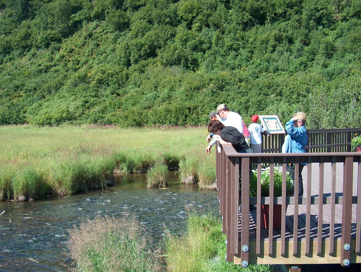 a group of people observe salmon in Crooked Creek