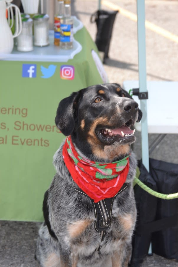 Hammy at the Lawrence Farmers Market dog