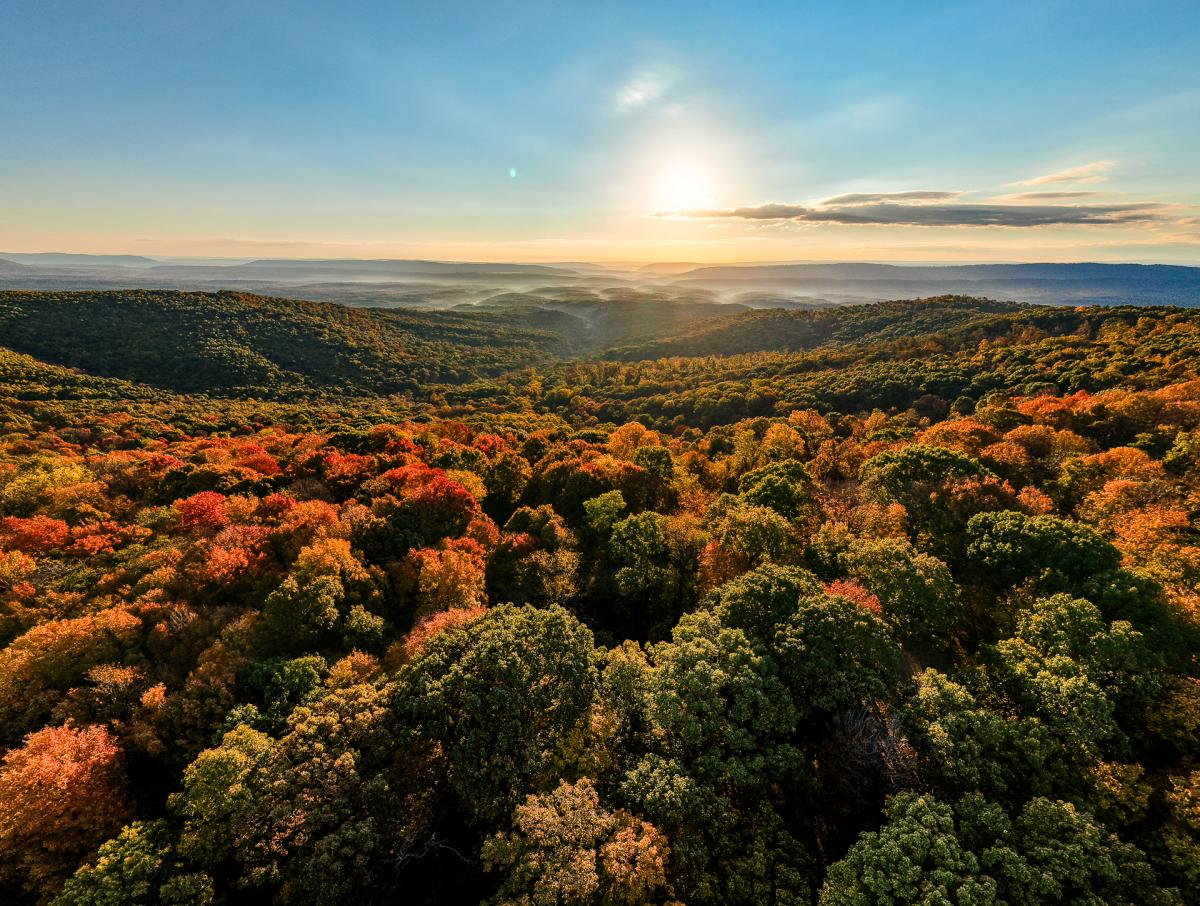 A bird's eye view of the tree foliage featuring reds, yellows and greens against a bright blue sky.