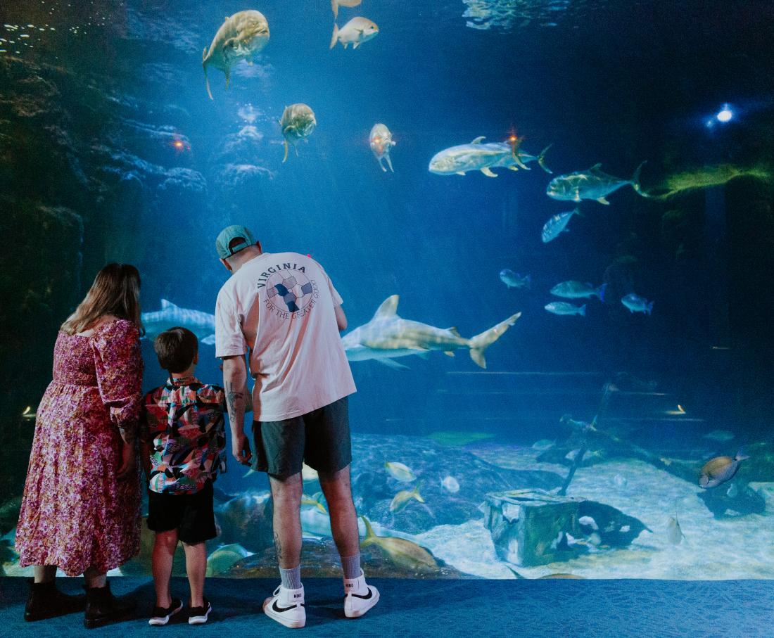 man and woman with small boy looking at the tank at an aquarium