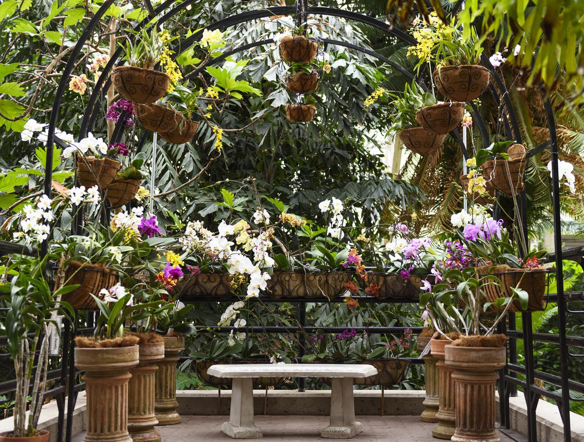 sweetheart orchid display of flowers inside the botanical gardens
