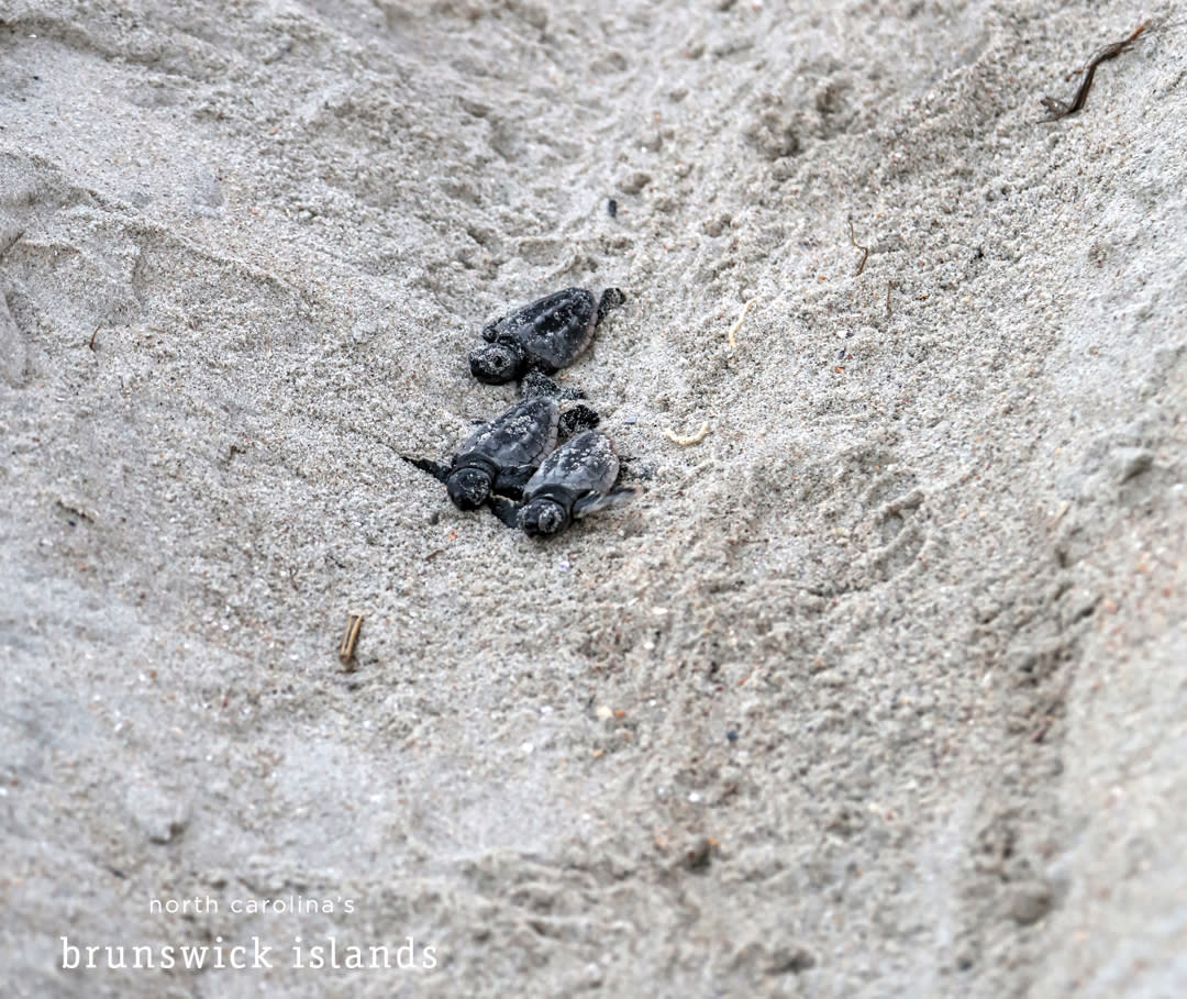 IMG_9156_baby-sea-turtles