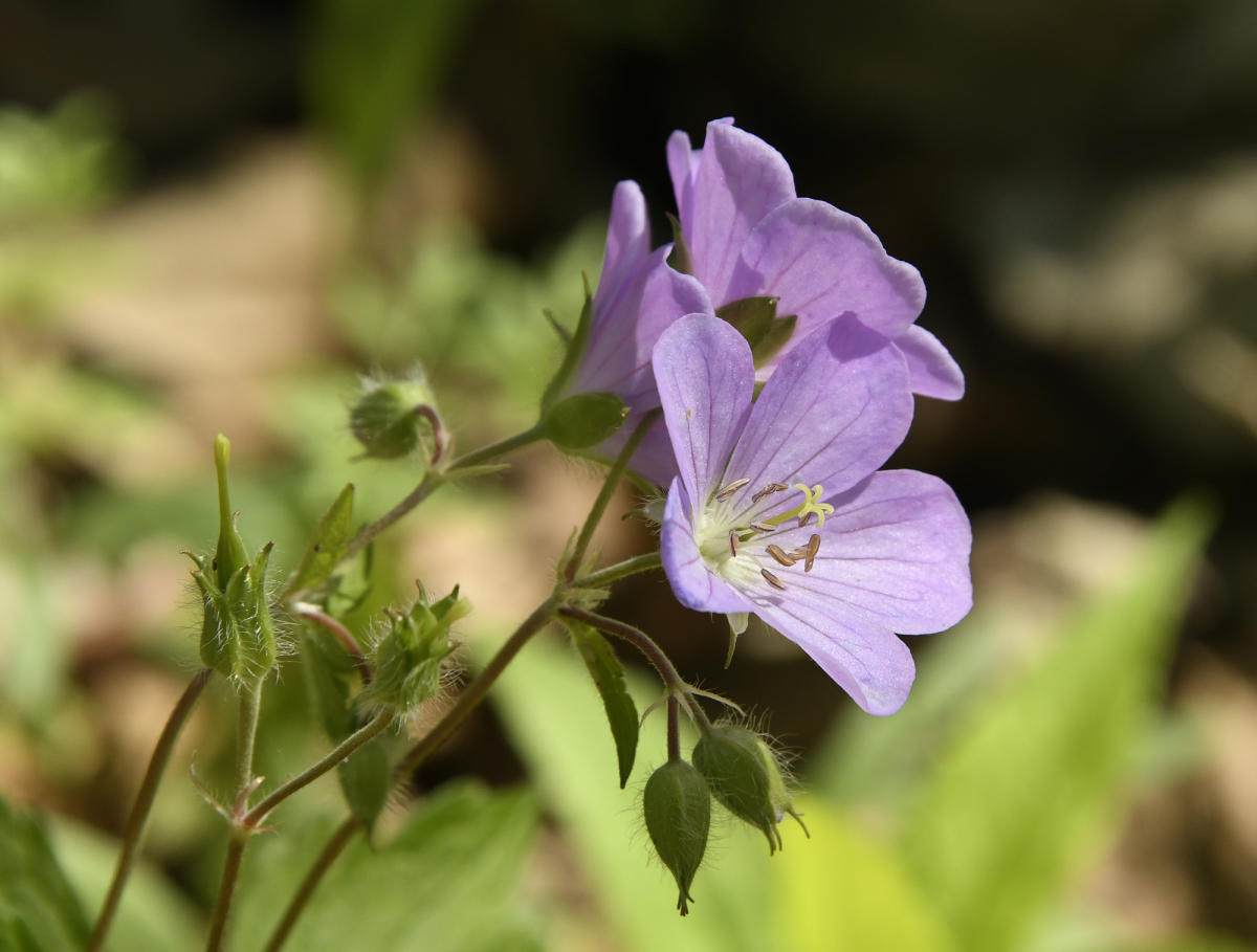Wild Geranium in Burnett Woods