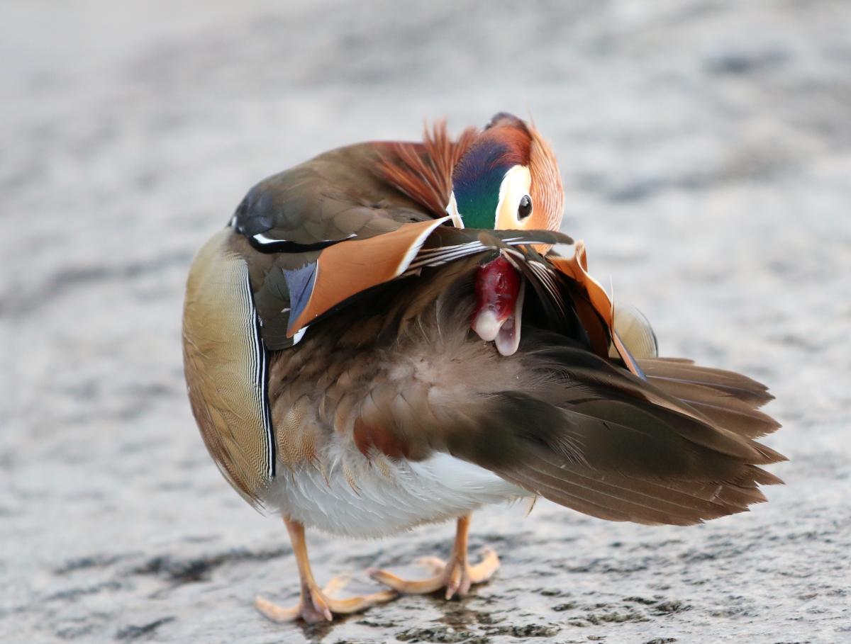 Fluffy Mandarin duck