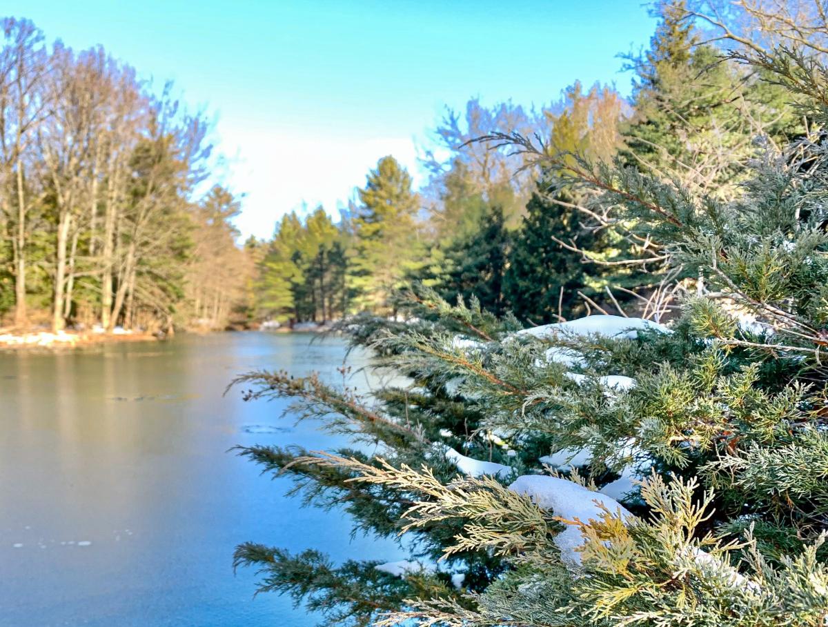 Snow covered pine branches stretch toward blue pond rimmed with snow, bare trees and green pines.