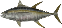 Tuna