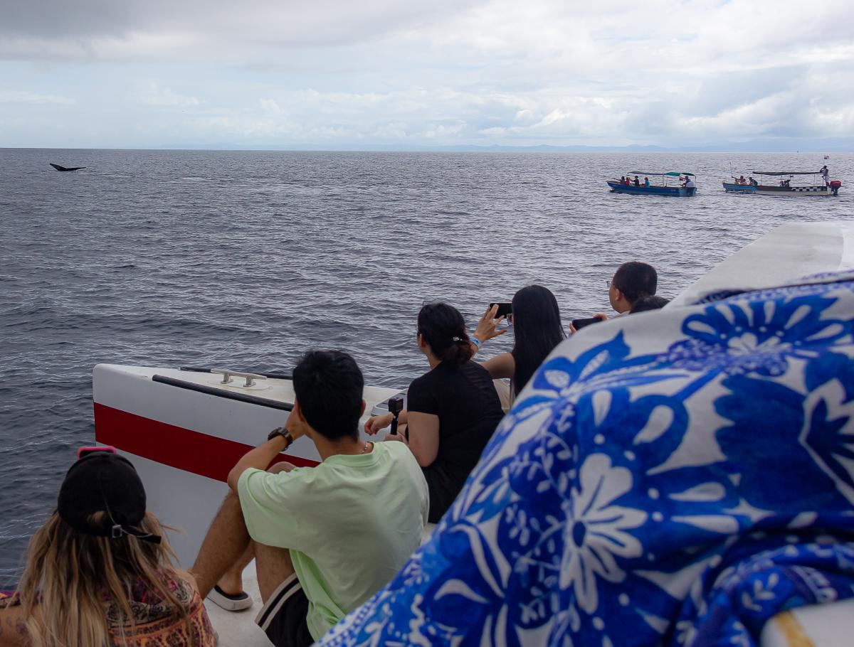 Avistamiento responsable