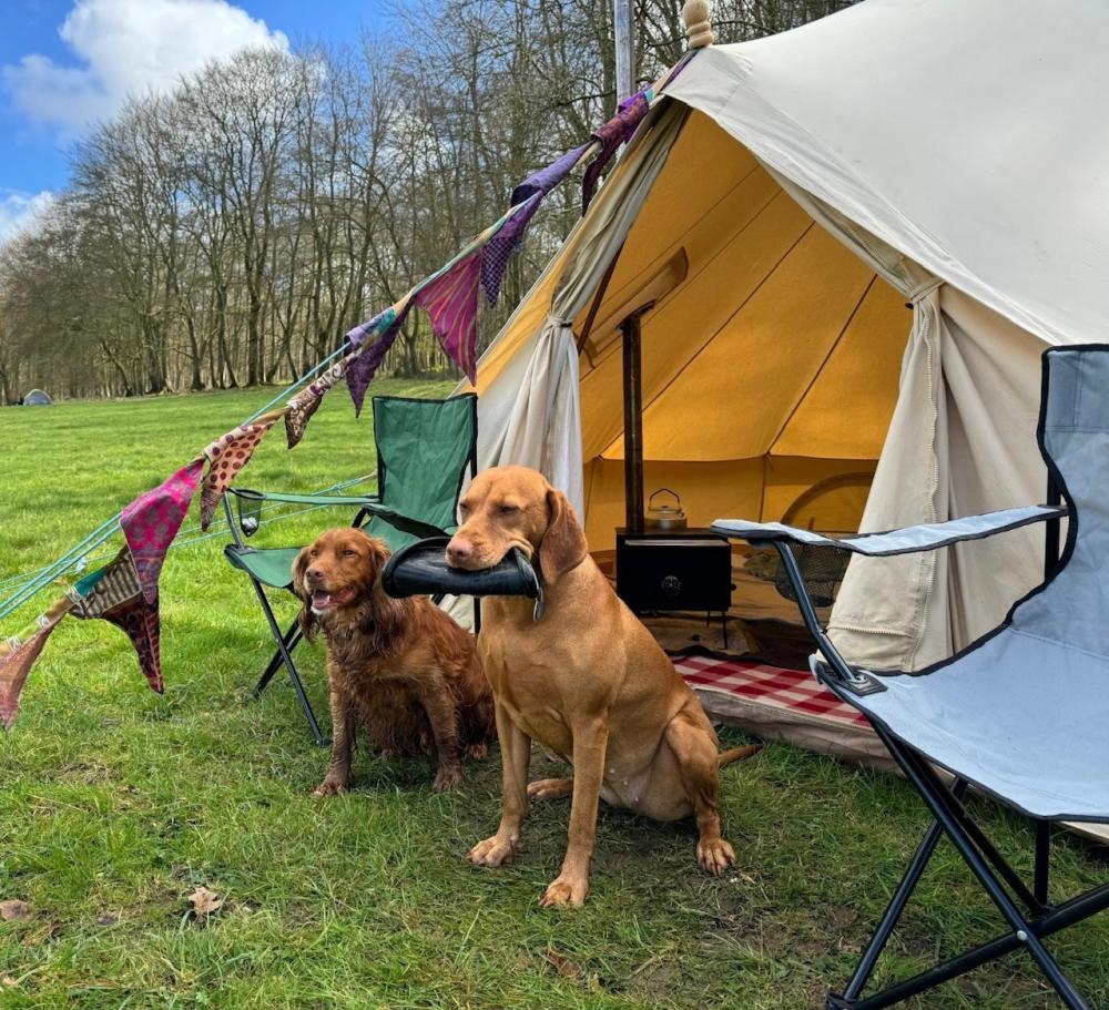 dogs sit in front of a bell tent