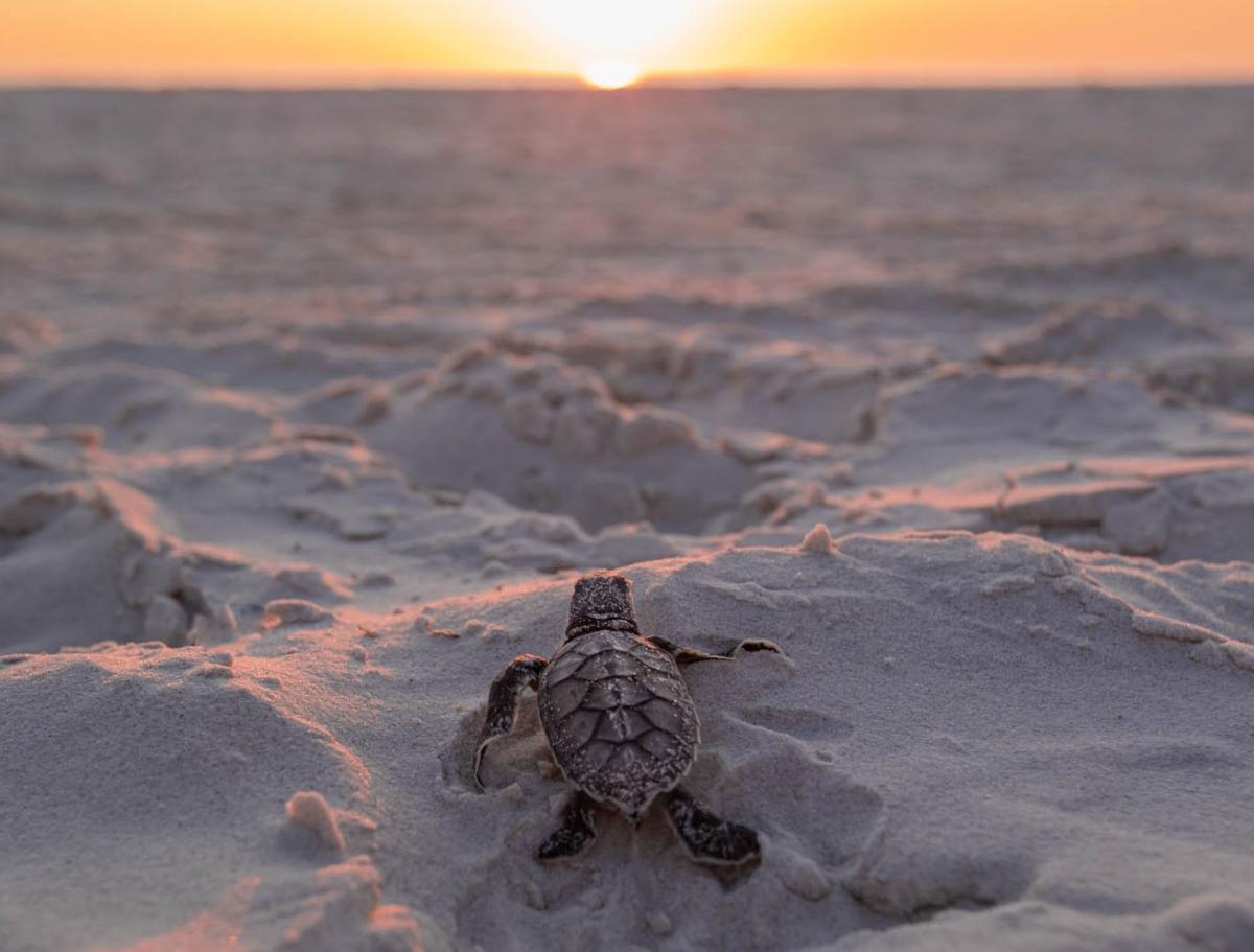 Turtle