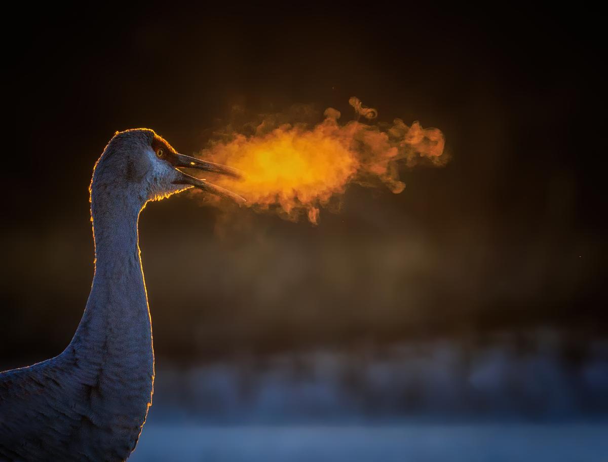A crane breathing out a cloud of fog on a cold morning.