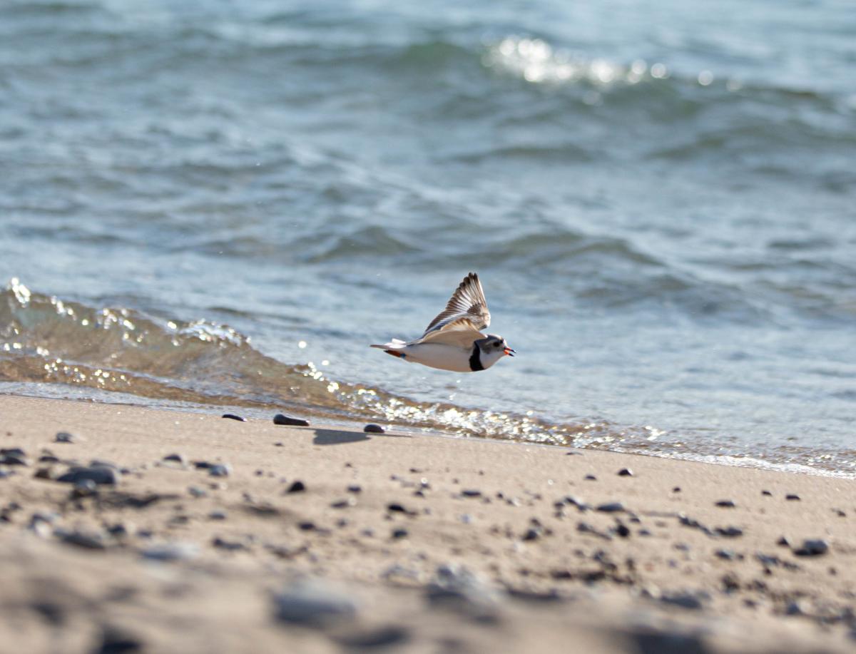 Piping Plover Flying