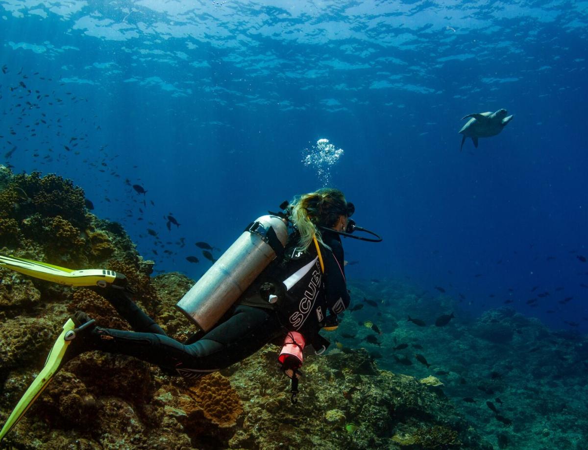 Diver spotting a turtle, near beautiful coral reef
