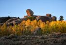 bright golden aspens in front of large granite rocks