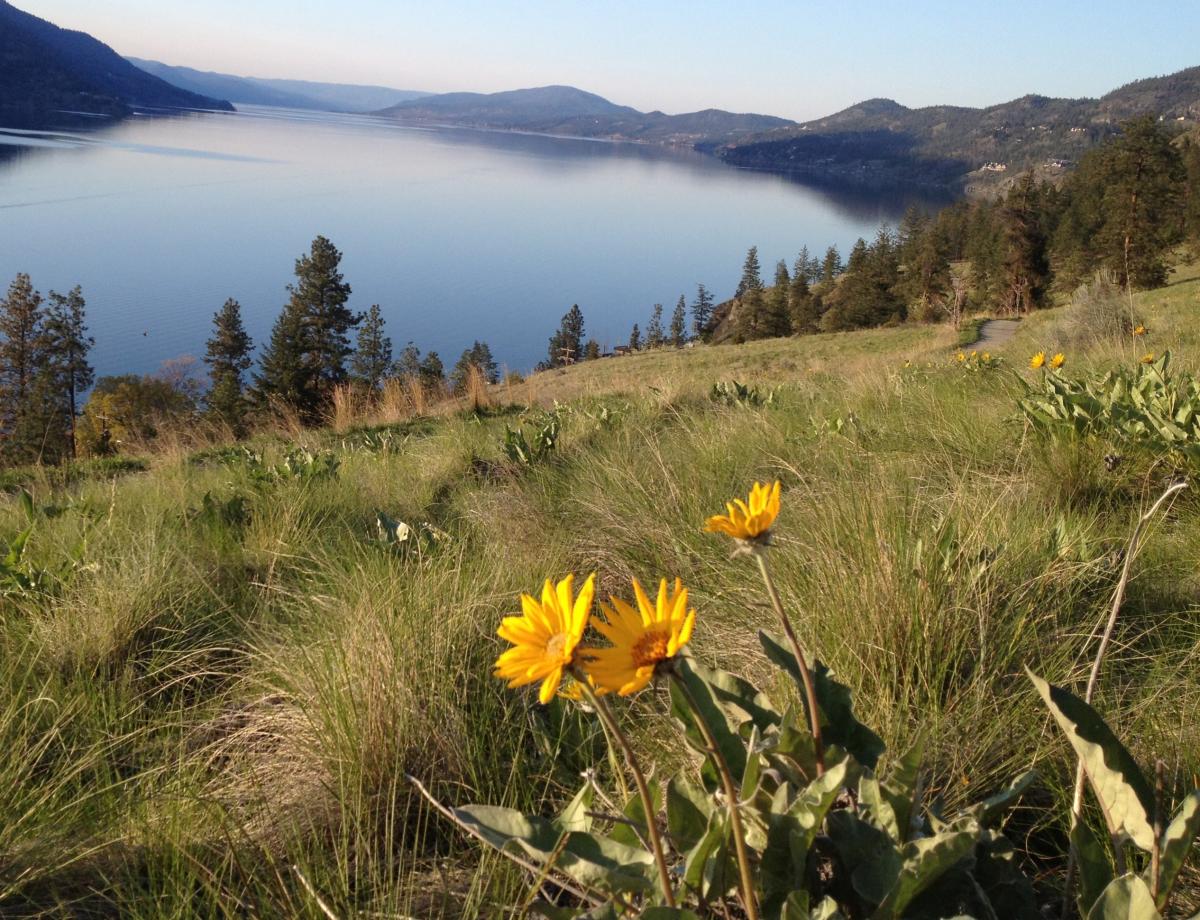 Flowers on Knox Mountain