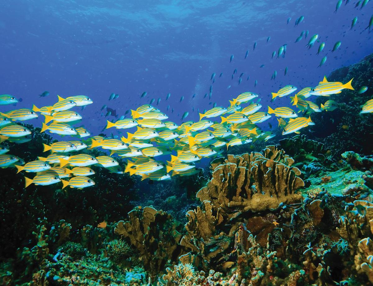 Texas State Aquarium - Corpus Christi Image