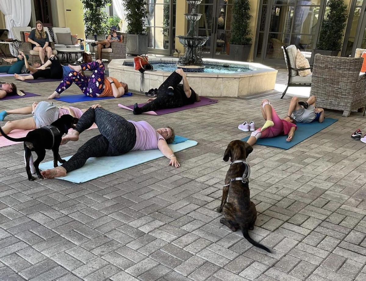 Doggy Yoga at Once Upon a Tail Rescue in Mandeville
