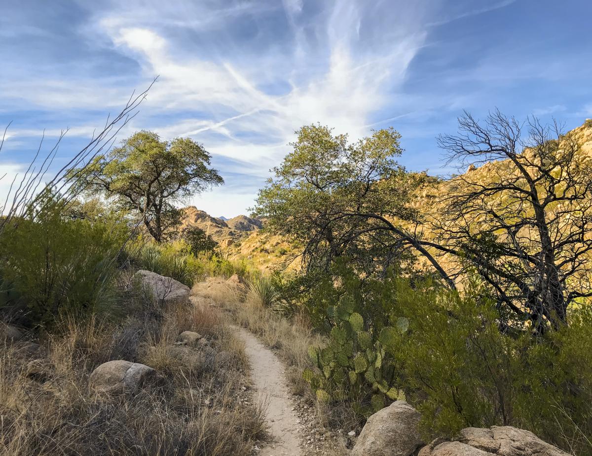 desert landscape with natural overgrown brush. A narrow dirt trail sits between the brush