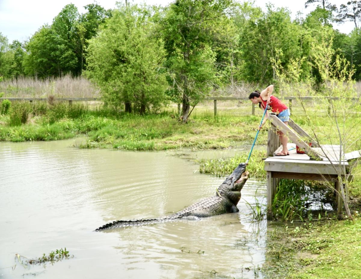 Man feeding a gator at Gator Country in Beaumont, TX