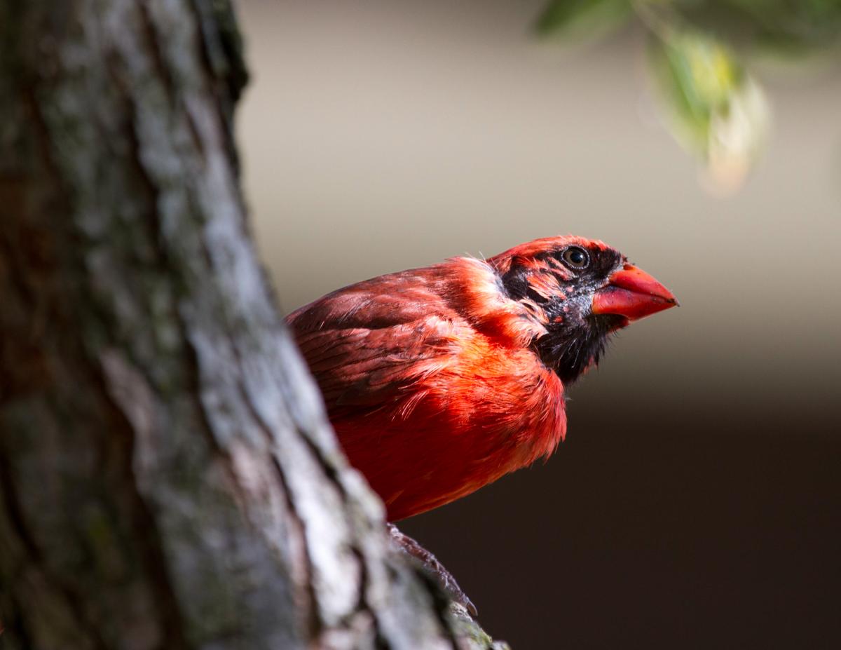 Northern Cardinal  Audubon Field Guide